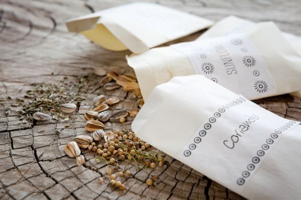 cilantro seeds