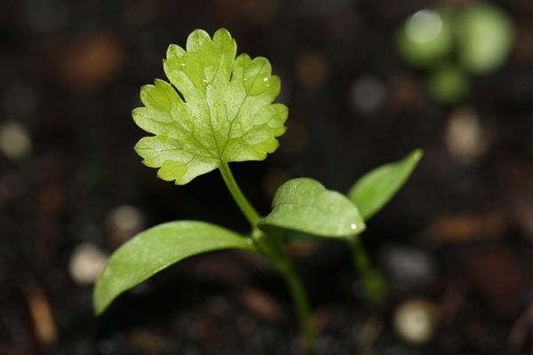 grow cilantro easily