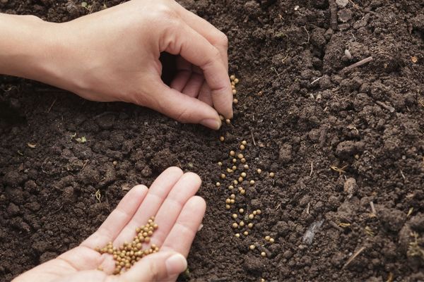 sowing cilantro seeds