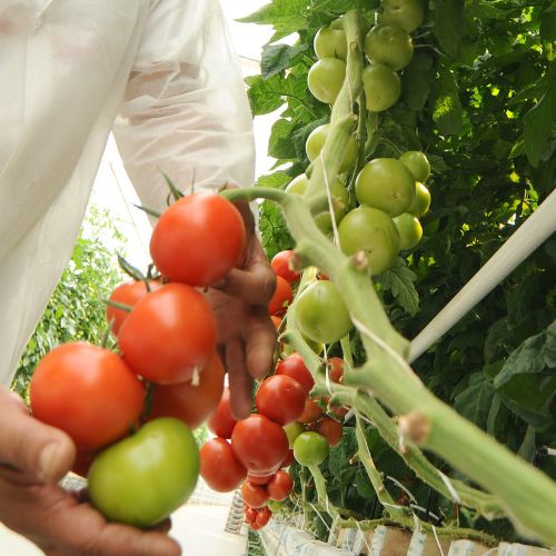 How do I grow hydroponic tomatoes with used bottles?