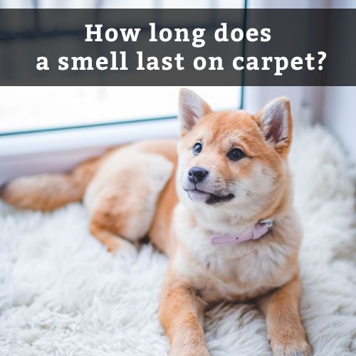 How long does a smell last on carpet