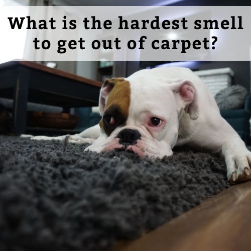What is the hardest smell to get out of carpet