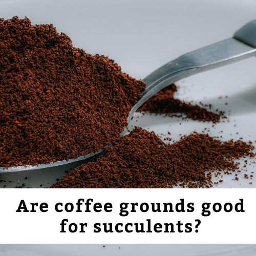 Are coffee grounds good for succulents?
