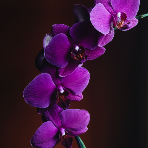 How Long Can Orchids Go Without Water?