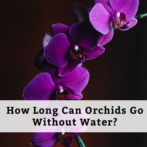 How Long Can Orchids Go Without Water