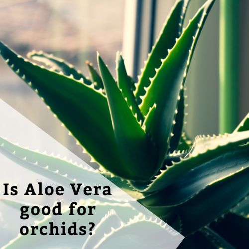 Is Aloe Vera good for orchids
