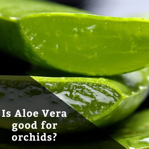 Is Aloe Vera good for orchids