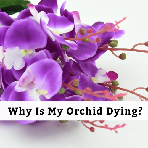 Why Is My Orchid Dying