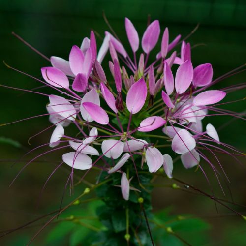 Spider Flower