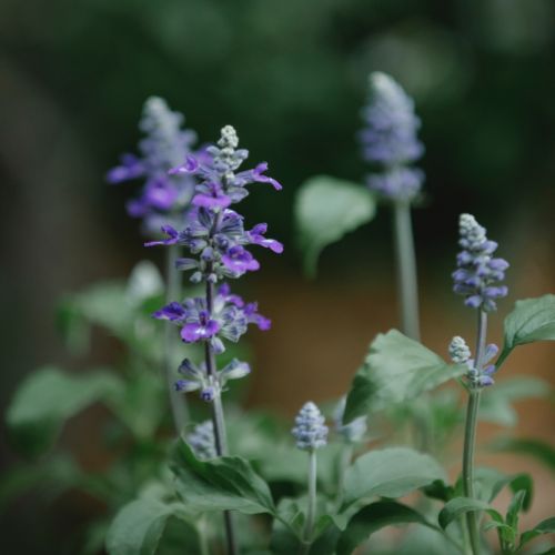 Salvia flower names that start with S