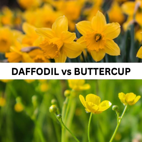 Daffodil vs Buttercup