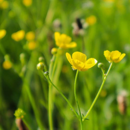 buttercup flower