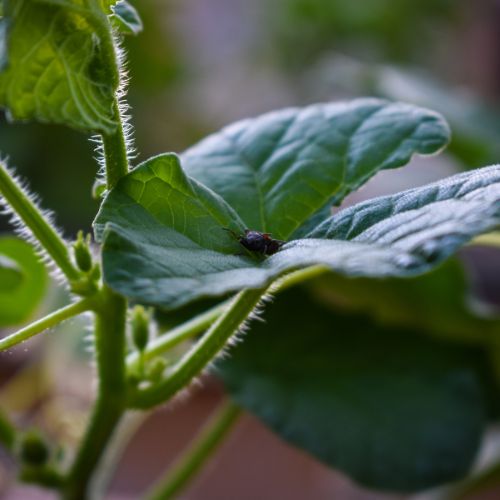 How To Get Rid Of Little Black Bugs On Cucumber Plants?