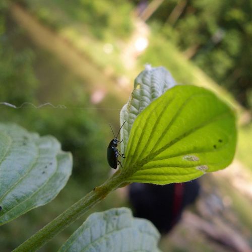 black bugs on cucumber plant