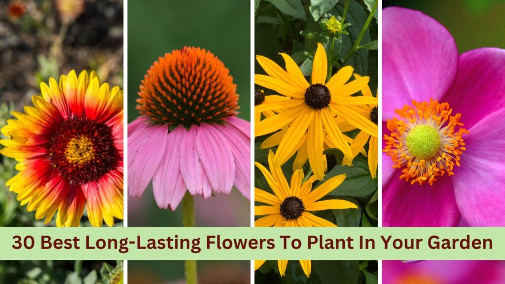 30 Best Long-Lasting Flowers To Plant In Your Garden