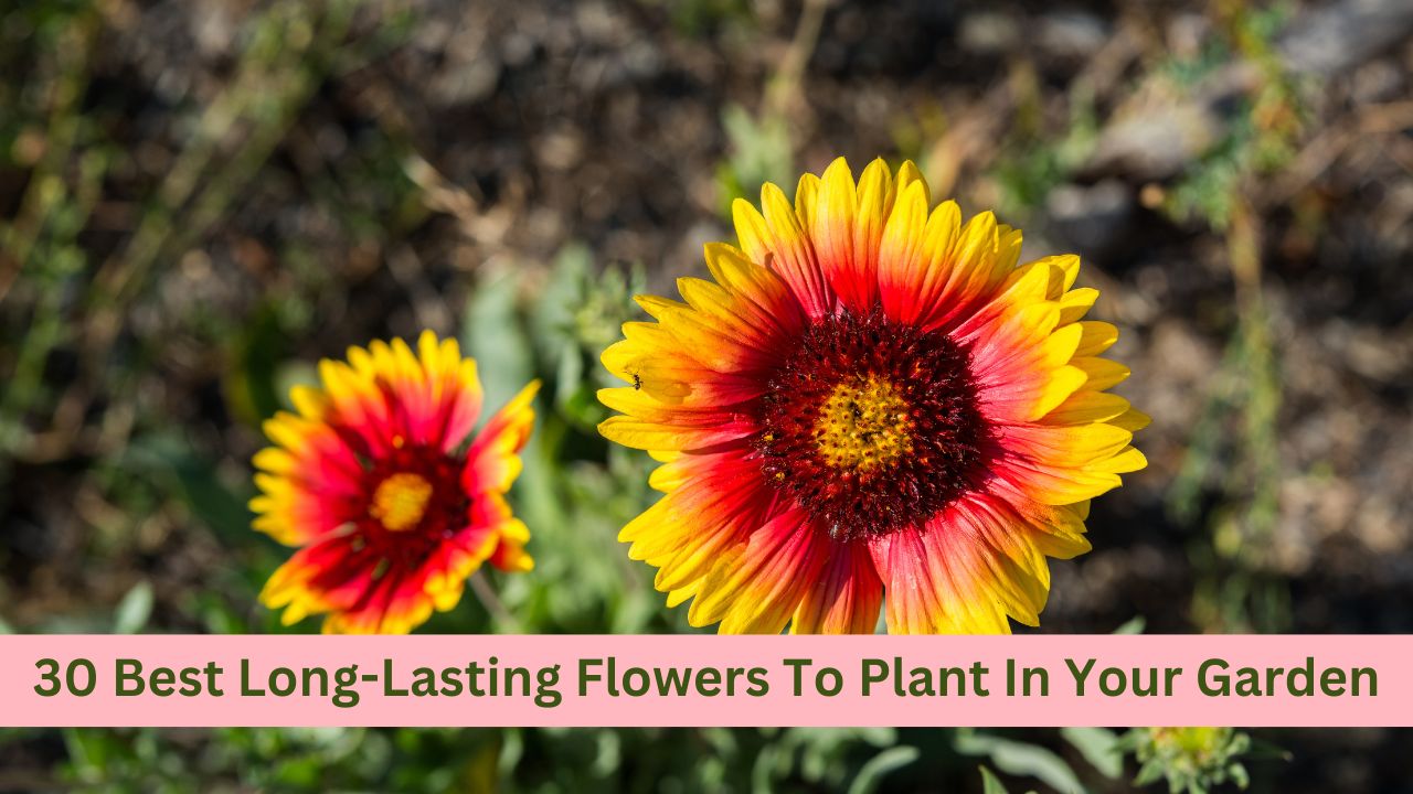 Long Lasting Flowers To Plant