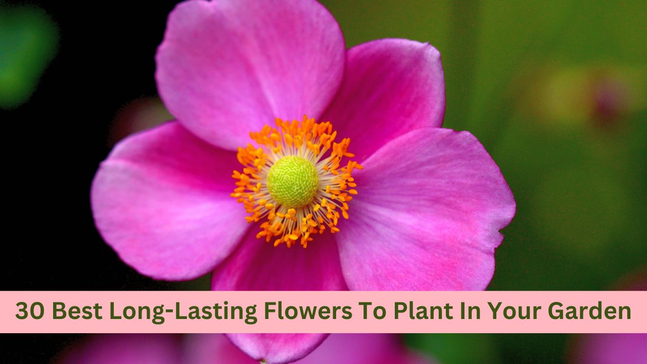 Long-Lasting Flowers To Plant