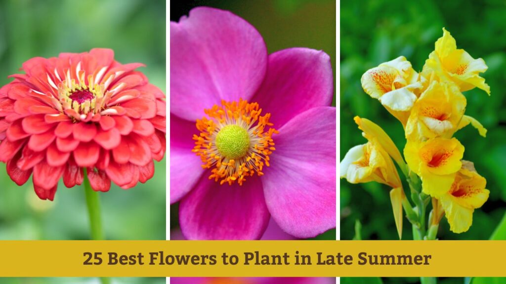 Best Flowers to Plant in Late Summer