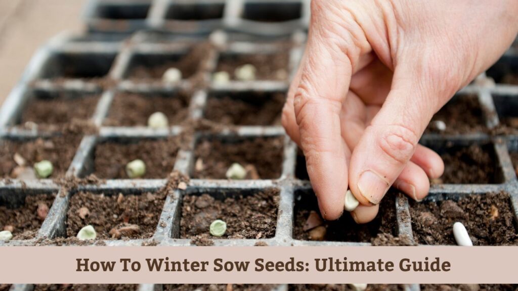 How To Winter Sow Seeds