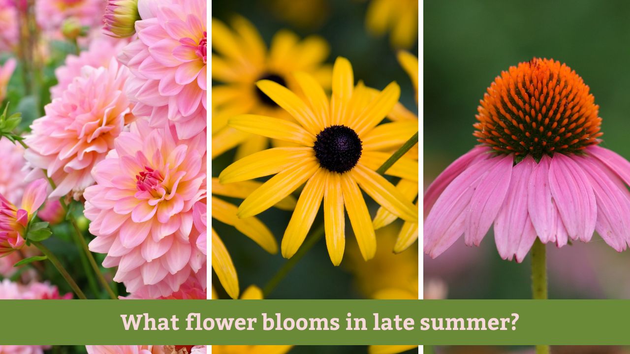 What flower blooms in late summer