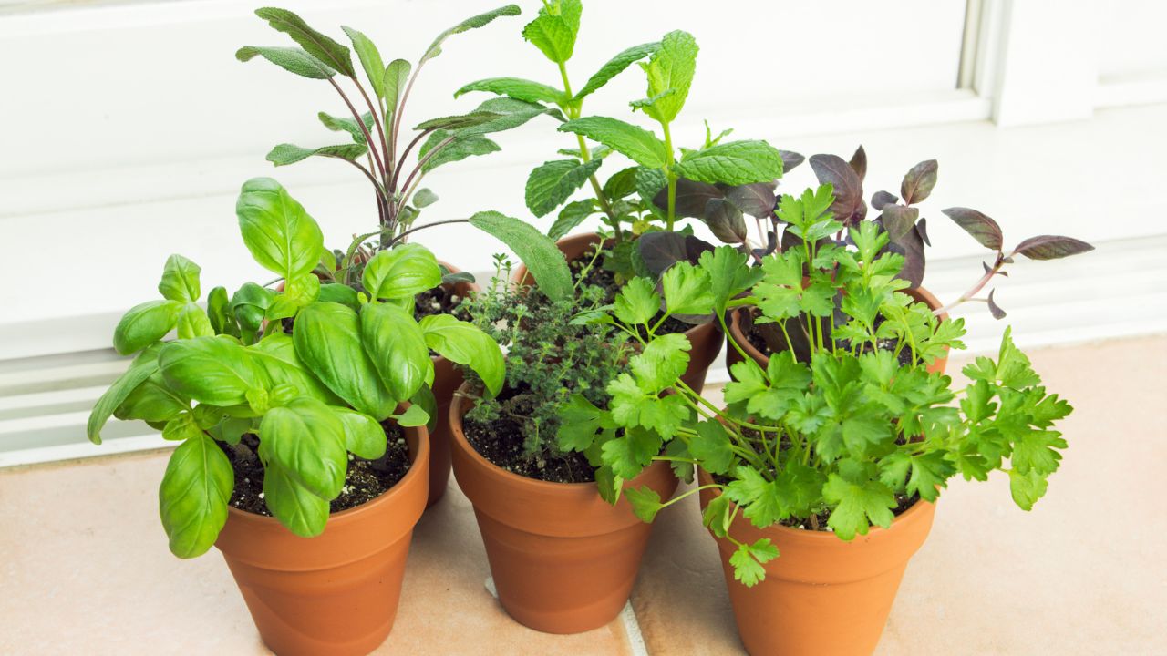 growing herbs indoors